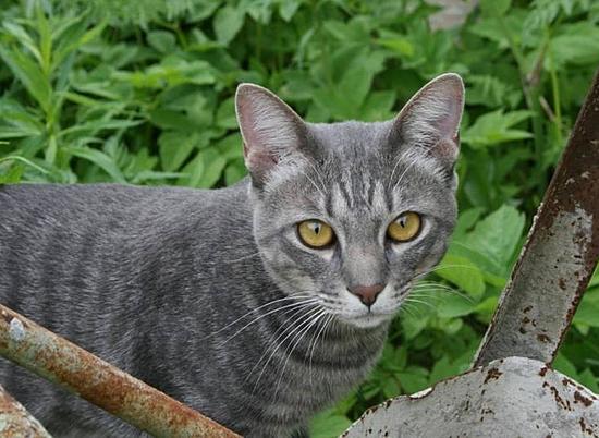 В Волжском Волгоградской области объявили в розыск чихающего кота